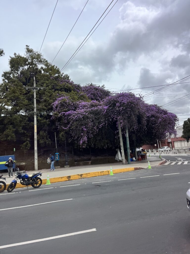 A large bougainvillea with purple flowers grows alongside a city street.