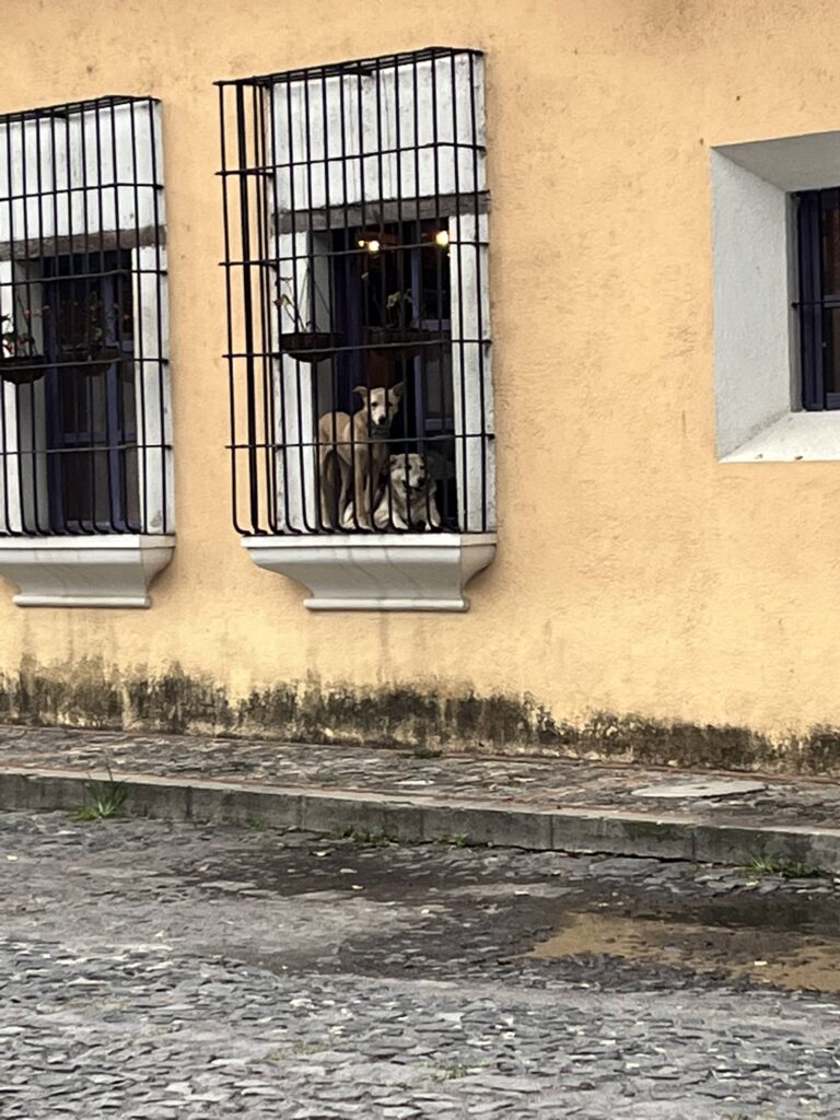 Two pet dogs sit in the windowsill of their home. The window is protected by iron bars.